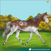 Horse Color:White Spotted Silver Brown Tobiano 