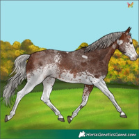 Horse Color:White Spotted Silver Brown 
