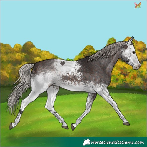 Horse Color:White Spotted Silver Brown