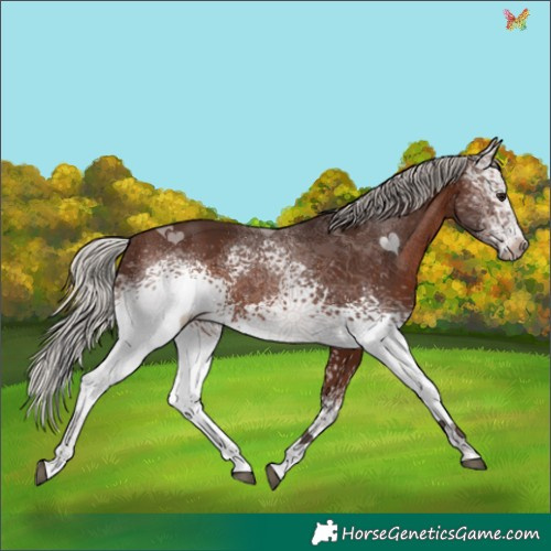 Horse Color:White Spotted Silver Brown 
