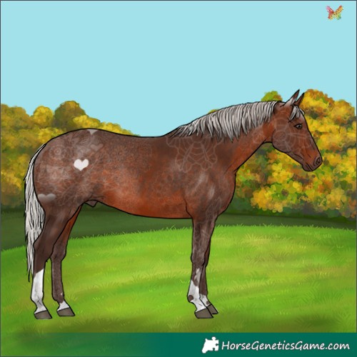 Horse Color:Silver Brown Tobiano 