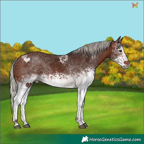 Horse Color:White Spotted Silver Brown 