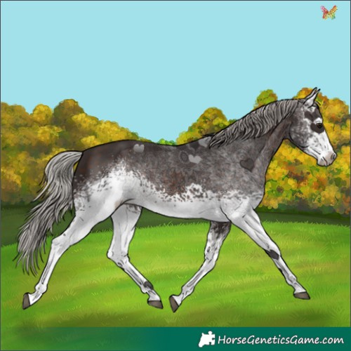 Horse Color:White Spotted Silver Brown 