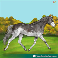Horse Color:White Spotted Silver Brown