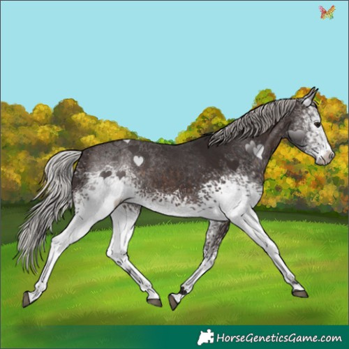 Horse Color:White Spotted Silver Brown 
