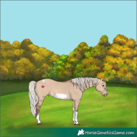 Horse Color:Silver Bay Dun Sabino Tobiano Frame Rabicano