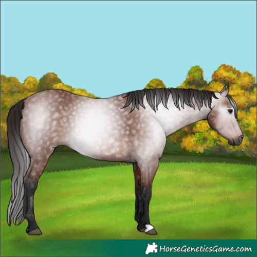 Horse Color:Gray Bay 