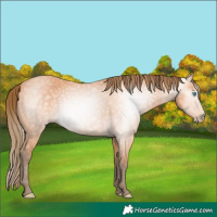 Horse Color:Gray Perlino 