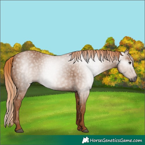 Horse Color:Gray Chestnut 