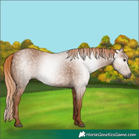 Horse Color:Gray Chestnut 