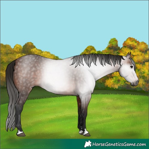 Horse Color:Gray Bay 
