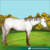 Horse Color:Gray Red Dun