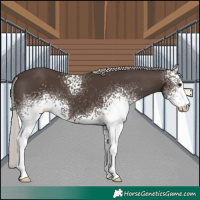 Horse Color:White Spotted Silver Black 