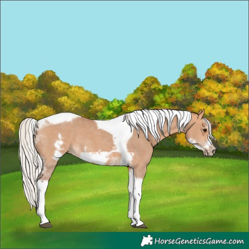 Horse Color:Silver Bay Dun Sabino Tobiano Frame Rabicano 