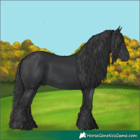 Horse Color:Black  and Black 
