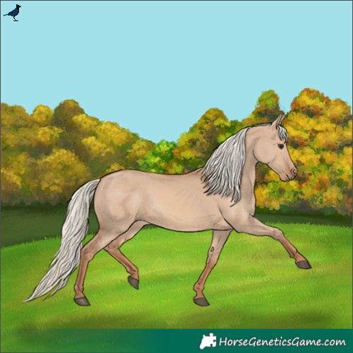 Horse Color:Red Dun Mushroom 