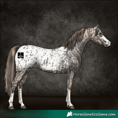 Horse Color:Red Dun Appaloosa and Grullo Appaloosa