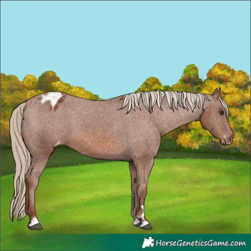 Horse Color:Chestnut Appaloosa 