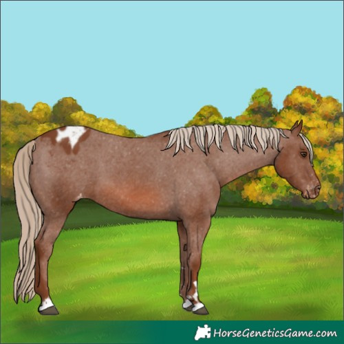 Horse Color:Chestnut Appaloosa 