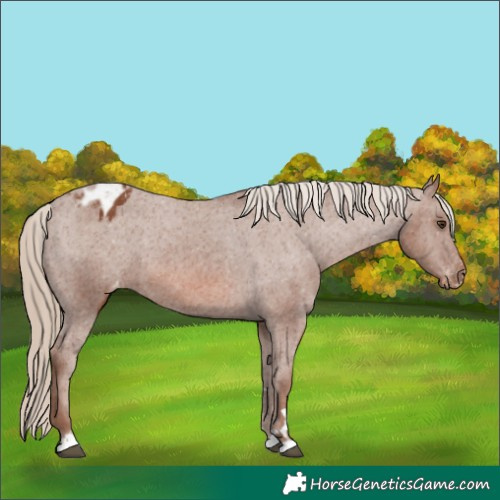Horse Color:Chestnut Appaloosa 