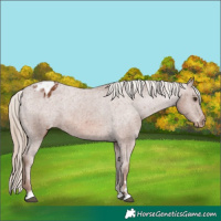 Horse Color:Chestnut Blanket 