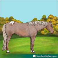 Horse Color:Chestnut Appaloosa