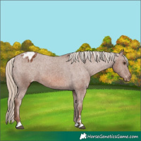 Horse Color:Chestnut Appaloosa 
