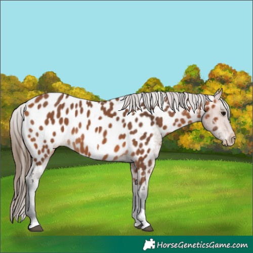 Horse Color:Bay Tobiano Appaloosa Rabicano 