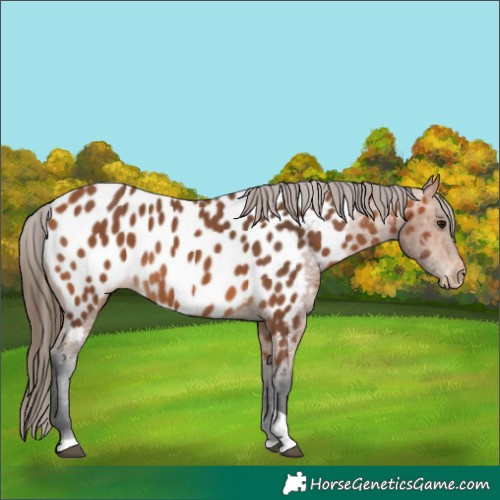 Horse Color:Bay Tobiano Appaloosa Rabicano 