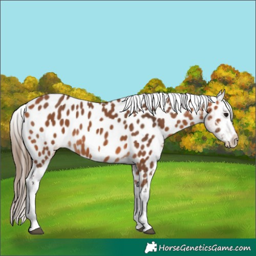 Horse Color:Bay Tobiano Appaloosa Rabicano 