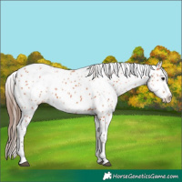 Horse Color:Bay Appaloosa 