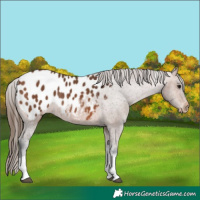 Horse Color:Bay Tobiano Appaloosa Rabicano 
