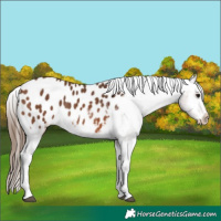 Horse Color:Bay Tobiano Blanket Rabicano 