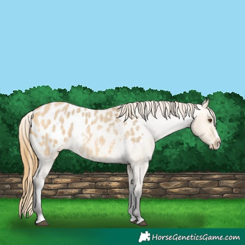 Horse Color:Buckskin Roan Dun Splash Appaloosa 