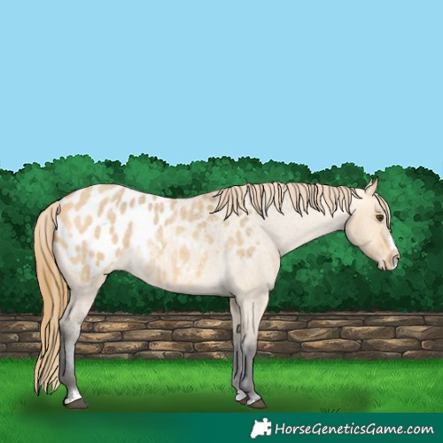 Horse Color:Buckskin Roan Dun Splash Appaloosa 