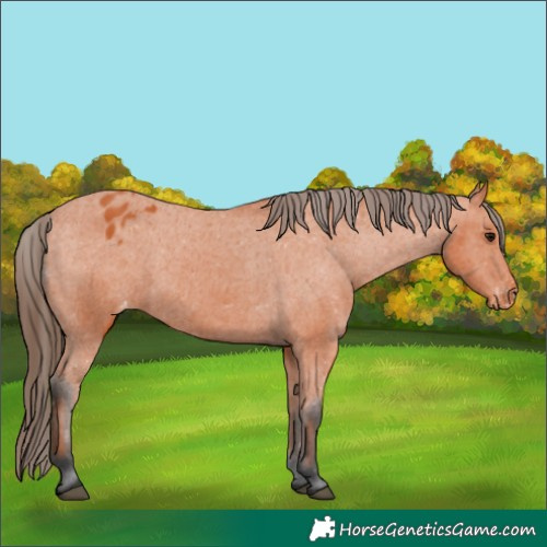Horse Color:Bay Appaloosa 