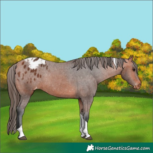 Horse Color:Bay Tobiano Appaloosa Rabicano