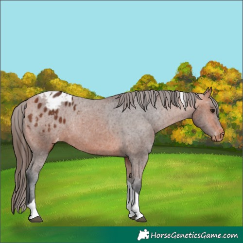 Horse Color:Bay Tobiano Appaloosa Rabicano