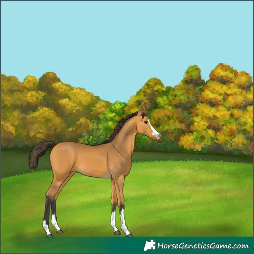 Horse Color:Buckskin 