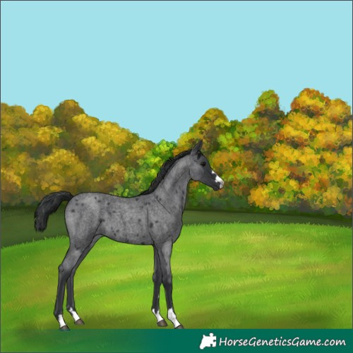 Horse Color:Blue Roan