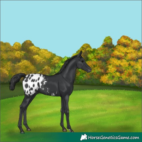 Horse Color:Black Appaloosa