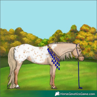 Horse Color:Red Dun Appaloosa 