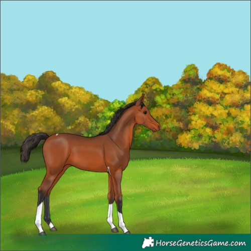 Horse Color:Bay Tobiano 