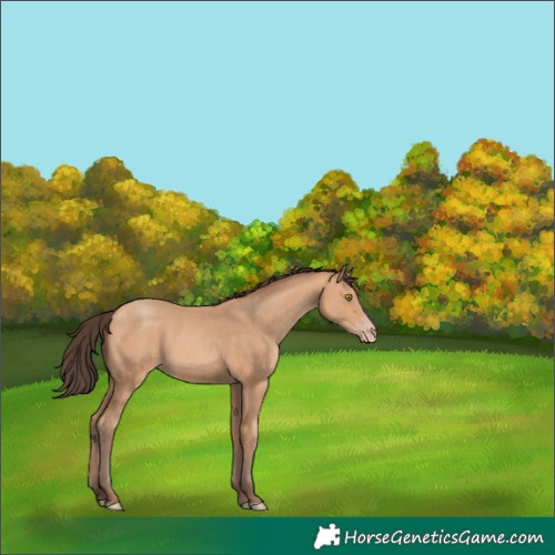 Horse Color:Amber Champagne 