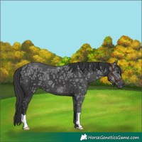 Horse Color:Black Ice 