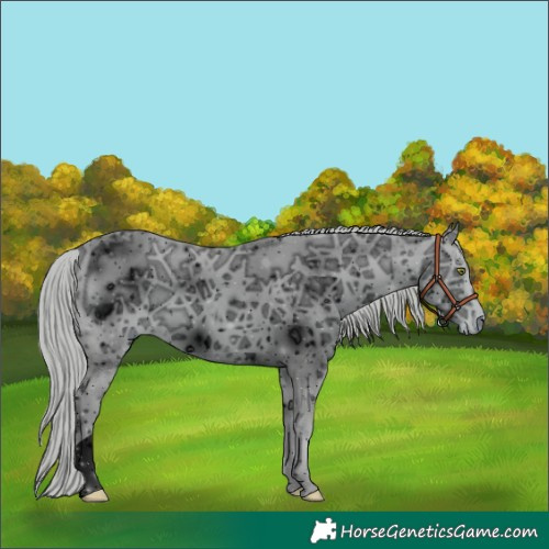 Horse Color:ERROR: UNKNOWN ANOMALY