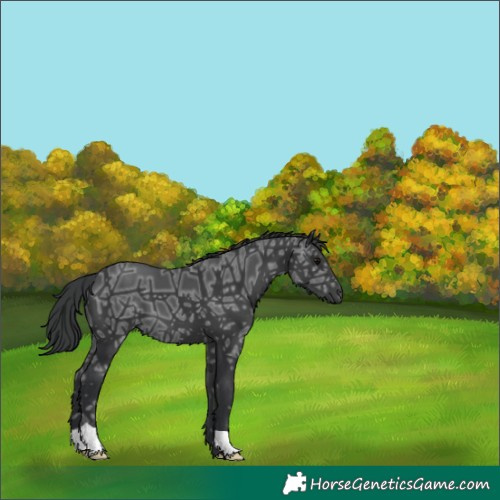 Horse Color:Black Ice 