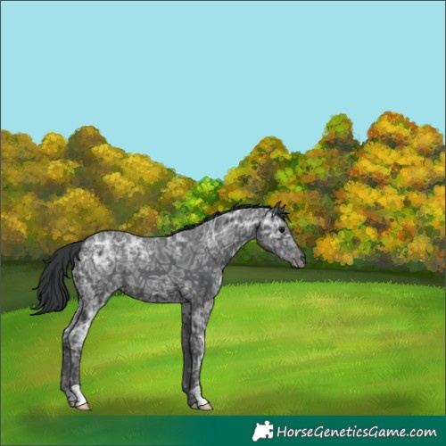 Horse Color:Black Ice