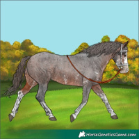 Horse Color:Bay Sabino Splash Appaloosa and Bay Sabino Splash Appaloosa
