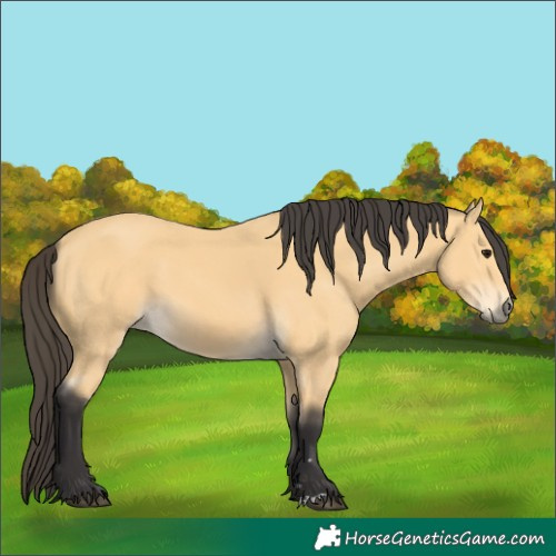 Horse Color:Buckskin